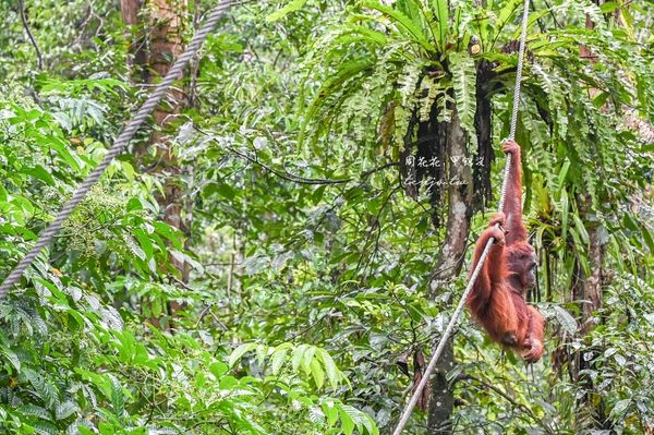 ▲▼Semenggoh Nature Reserve 實蒙谷野生動物保育中心。（圖／部落客周花花授權提供）