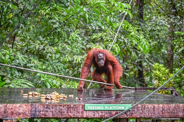 ▲▼Semenggoh Nature Reserve 實蒙谷野生動物保育中心。（圖／部落客周花花授權提供）