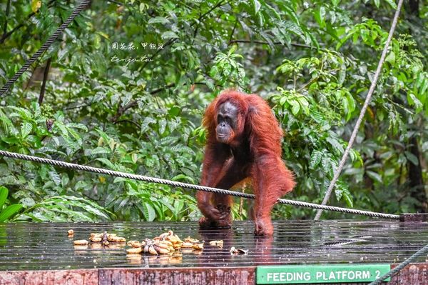 ▲▼Semenggoh Nature Reserve 實蒙谷野生動物保育中心。（圖／部落客周花花授權提供）