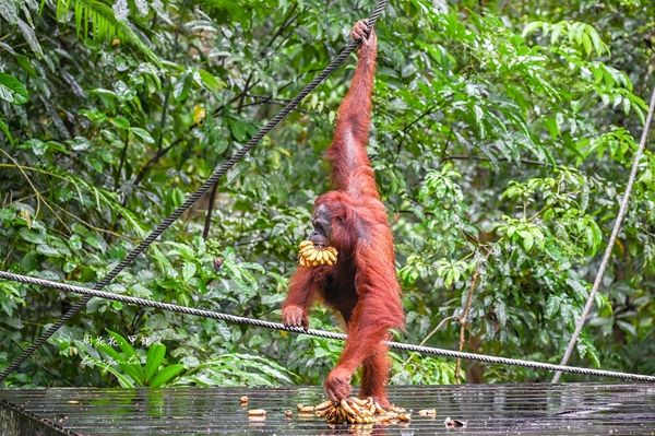 ▲▼Semenggoh Nature Reserve 實蒙谷野生動物保育中心。（圖／部落客周花花授權提供）