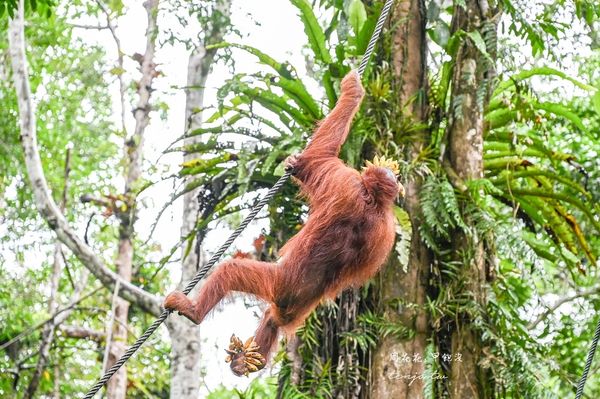 ▲▼Semenggoh Nature Reserve 實蒙谷野生動物保育中心。（圖／部落客周花花授權提供）