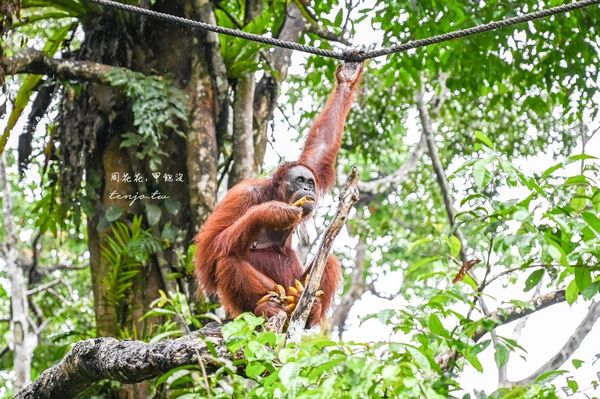 ▲▼Semenggoh Nature Reserve 實蒙谷野生動物保育中心。（圖／部落客周花花授權提供）
