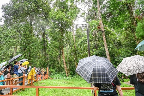 ▲▼Semenggoh Nature Reserve 實蒙谷野生動物保育中心。（圖／部落客周花花授權提供）