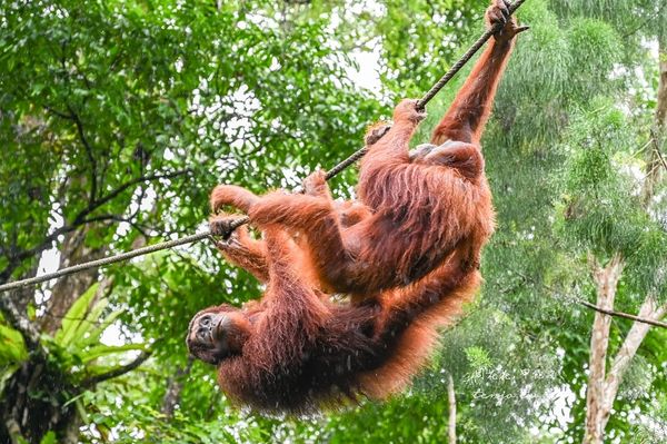 ▲▼Semenggoh Nature Reserve 實蒙谷野生動物保育中心。（圖／部落客周花花授權提供）