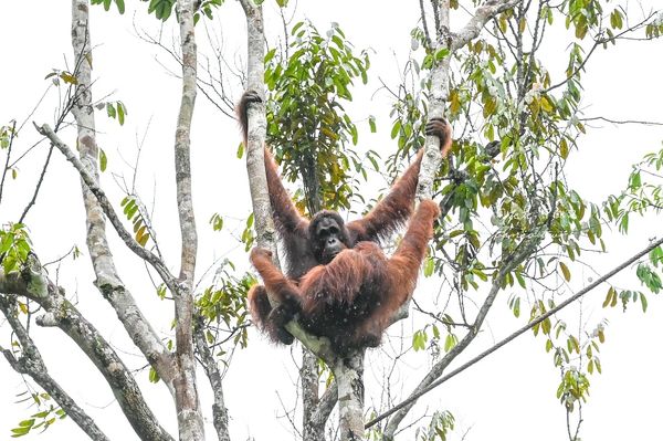 ▲▼Semenggoh Nature Reserve 實蒙谷野生動物保育中心。（圖／部落客周花花授權提供）