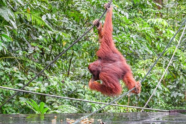 ▲▼Semenggoh Nature Reserve 實蒙谷野生動物保育中心。（圖／部落客周花花授權提供）