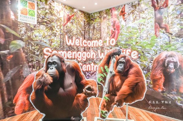 ▲▼Semenggoh Nature Reserve 實蒙谷野生動物保育中心。（圖／部落客周花花授權提供）