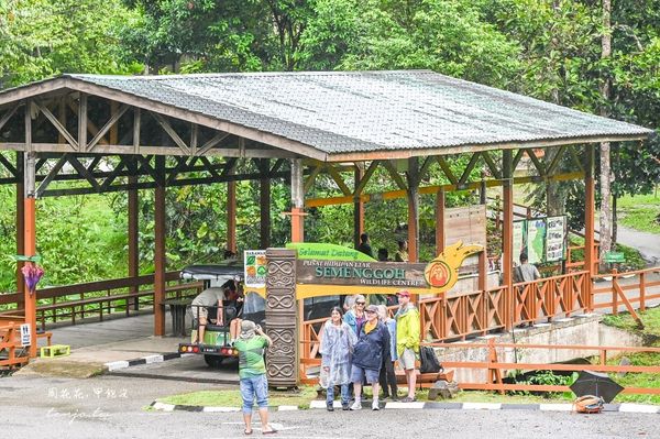 ▲▼Semenggoh Nature Reserve 實蒙谷野生動物保育中心。（圖／部落客周花花授權提供）