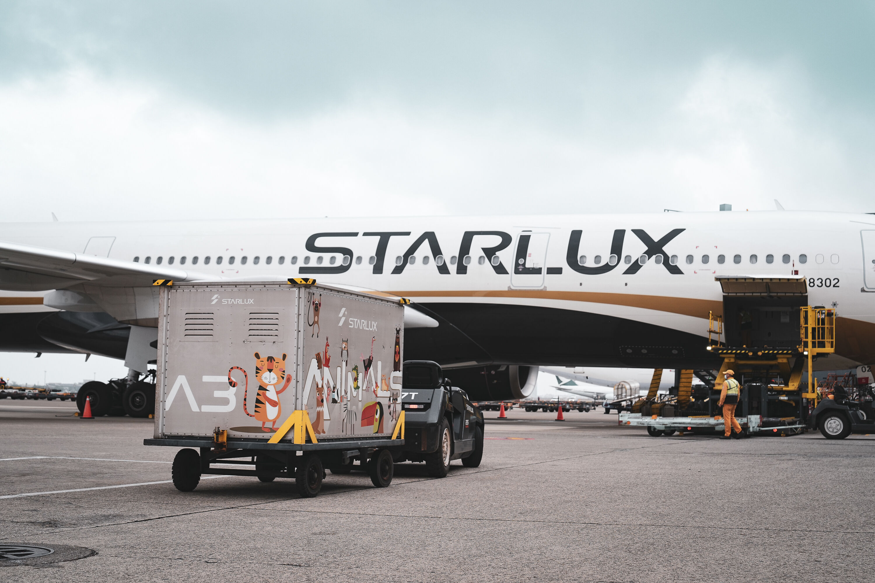 ▲▼星宇航空,活生動物運輸認證,領先台灣航空。（圖／星宇航空提供）