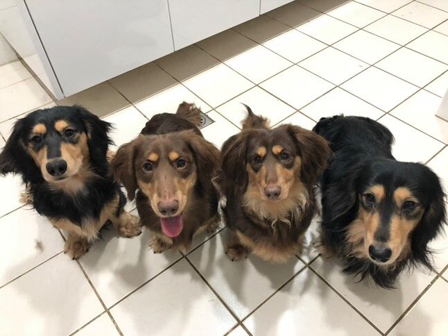 ▲4隻臘腸太調皮！「鑽空飼料袋」玩捉迷藏　媽一看崩潰：哭笑不得（圖／臉書粉專熊熊這一家提供，請勿隨意翻拍，以免侵權。）