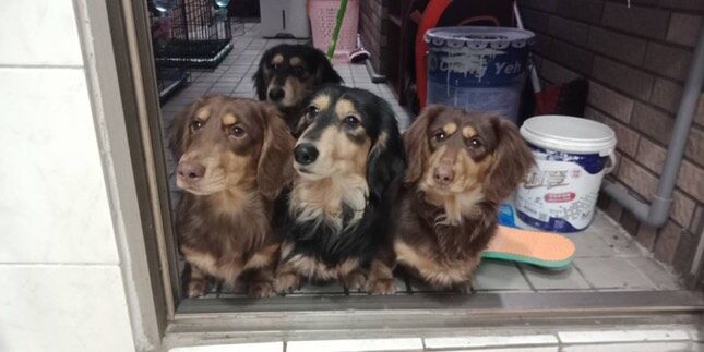 ▲4隻臘腸太調皮！「鑽空飼料袋」玩捉迷藏　媽一看崩潰：哭笑不得（圖／臉書粉專熊熊這一家提供，請勿隨意翻拍，以免侵權。）