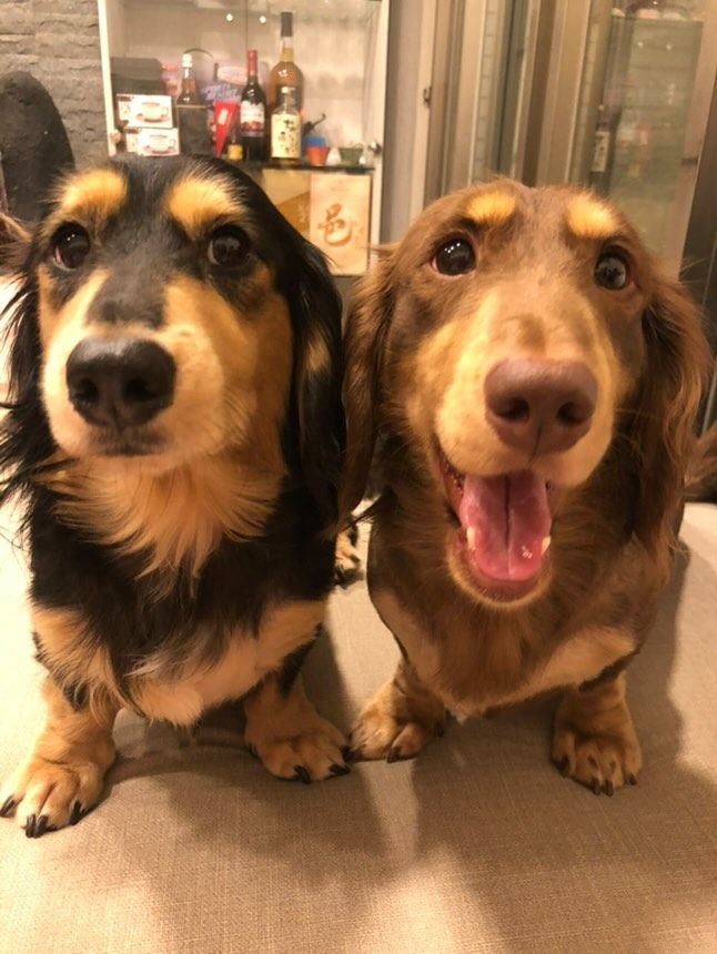 ▲4隻臘腸太調皮！「鑽空飼料袋」玩捉迷藏　媽一看崩潰：哭笑不得（圖／臉書粉專熊熊這一家提供，請勿隨意翻拍，以免侵權。）