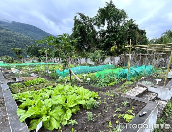 ▲▼開放鬱金香公園種植體驗區後，為許多鄉親的餐桌增添蔬食佳餚，讓許多人艷羨且引頸期待。（圖／吉安鄉公所提供，下同）