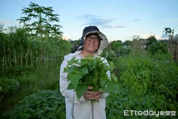 ▲▼開放鬱金香公園種植體驗區後，為許多鄉親的餐桌增添蔬食佳餚，讓許多人艷羨且引頸期待。（圖／吉安鄉公所提供，下同）