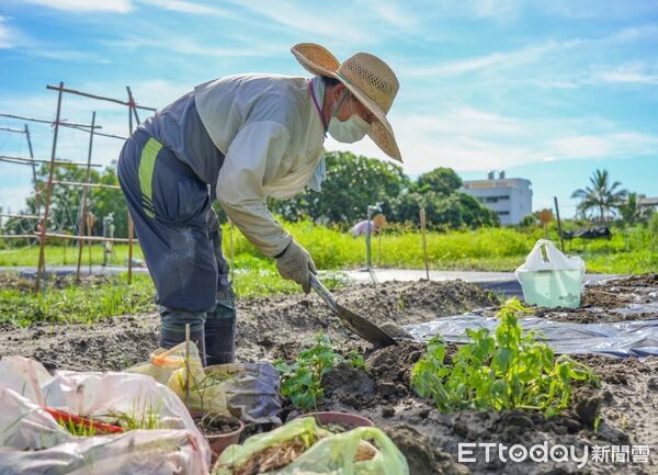 ▲▼開放鬱金香公園種植體驗區後，為許多鄉親的餐桌增添蔬食佳餚，讓許多人艷羨且引頸期待。（圖／吉安鄉公所提供，下同）