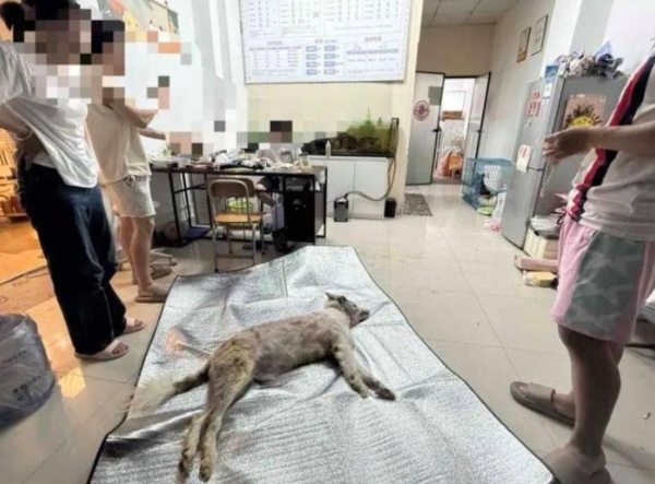 ▲六六。（圖／翻攝自極目新聞）