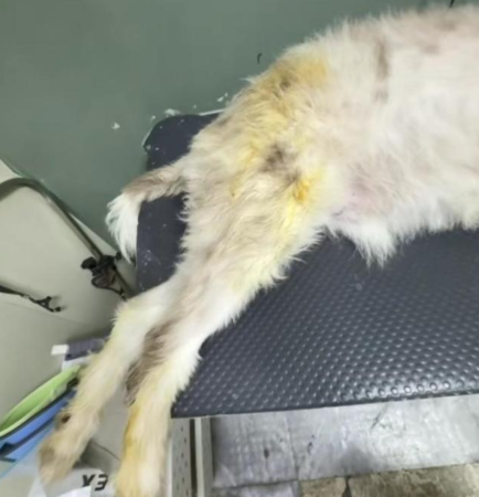 ▲六六的身上。（圖／翻攝自極目新聞）