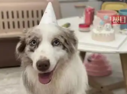 ▲六六生前的模樣。（圖／翻攝自極目新聞）