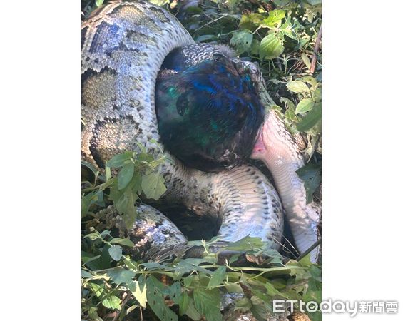 ▲▼王明宗驚見「3米蟒蛇」獵殺藍孔雀！小嘴吞不下去勒死牠。（圖／記者林明揚攝）
