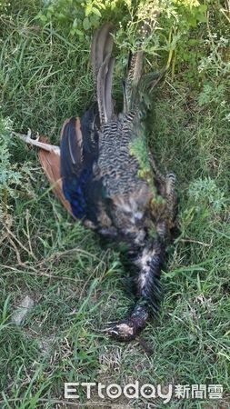 ▲▼王明宗驚見「3米蟒蛇」獵殺藍孔雀！小嘴吞不下去勒死牠。（圖／記者林明揚攝）
