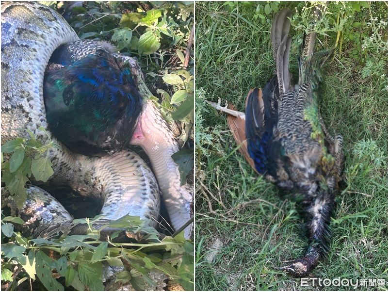 一聲巨響驚見「3米蟒蛇」獵殺藍孔雀！小嘴吞不下去勒死牠
