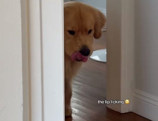 ▲。（圖／翻攝自Instagram／@zebbythegolden）