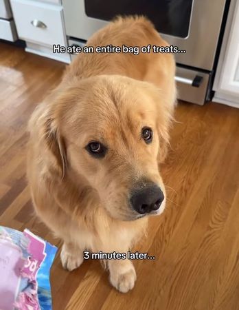 ▲。（圖／翻攝自Instagram／@zebbythegolden）