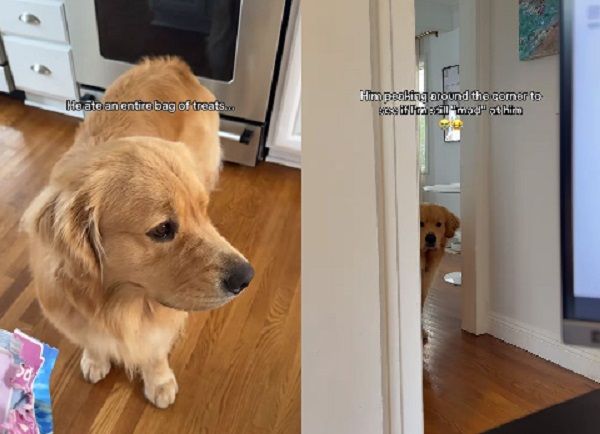 ▲。（圖／翻攝自Instagram／@zebbythegolden）