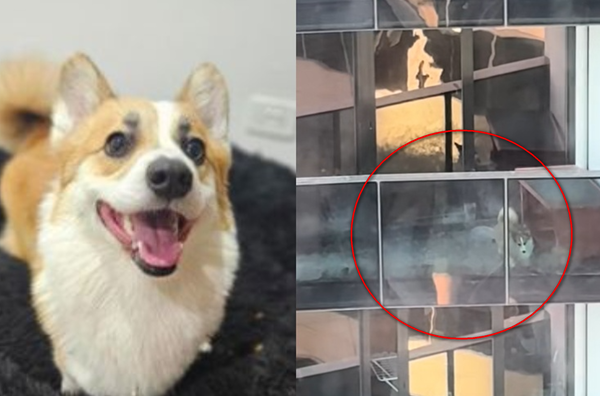被關狹小陽台風吹日曬3個月　受虐柯基犬「忘記怎麼當狗」找到新家。（合成圖／翻攝自臉書與TikTok）