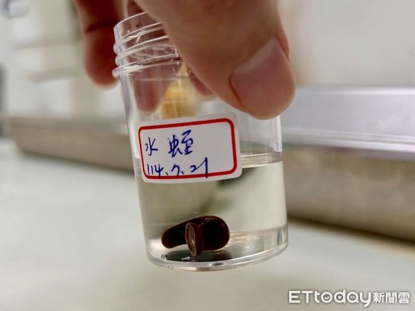 ▲▼ 竹山秀傳醫院出現一件水蛭吸附在患者鼻腔軟顎上的案例。（圖／竹山秀傳醫院提供）
