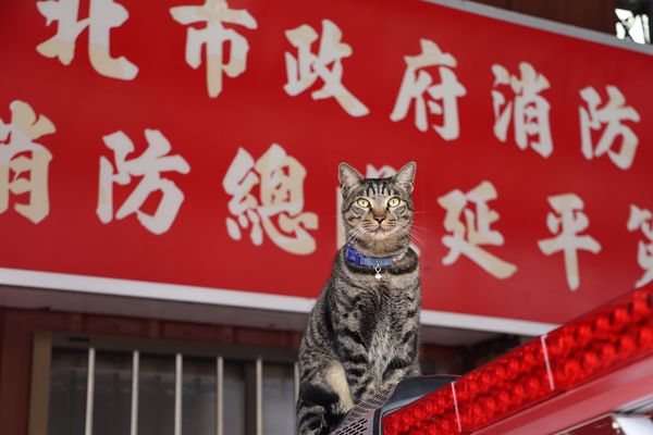 第二屆貓派攝影大賽。（圖／IG@meowpie309提供）