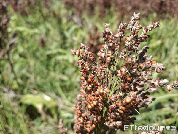 ▲▼花蓮縣政府、花蓮區農改場及農糧署東區分署會同現勘，均已達現金救助啟動標準。（圖／花蓮縣政府提供，下同）