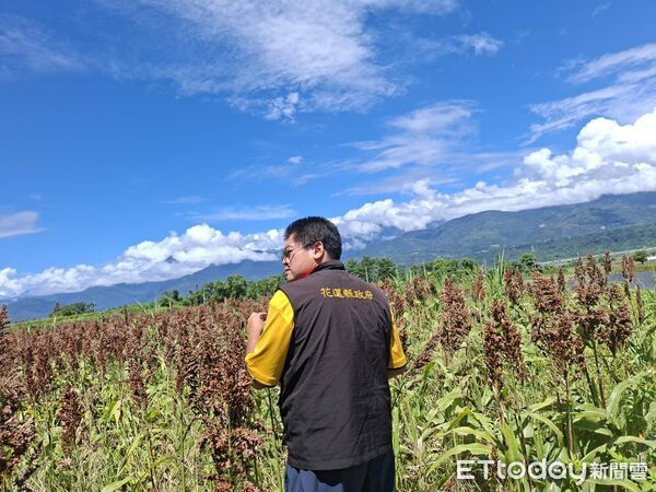 ▲▼花蓮縣政府、花蓮區農改場及農糧署東區分署會同現勘，均已達現金救助啟動標準。（圖／花蓮縣政府提供，下同）