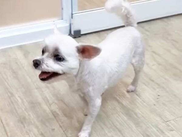 Ｑ寶。（圖／慈愛動物醫院提供）