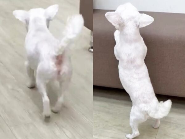 Ｑ寶。（圖／慈愛動物醫院提供）