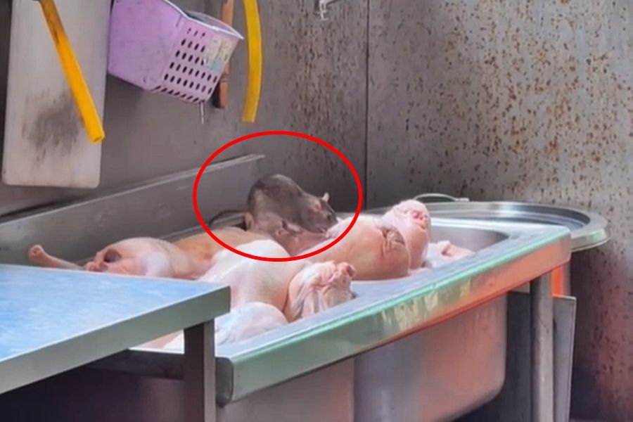 ▲▼高雄鴨肉店認了！「大肥鼠」踩肉上啃搓腳　衛生局將開罰 。（圖／翻攝Theads／hsiao__19）