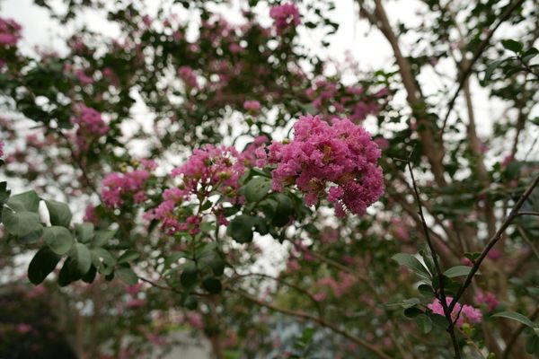 ▲從捷運5號出口踏入大安森林公園，首先會看到盛開的紫薇。（圖／公園處提供）