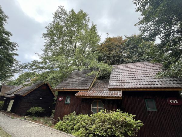 ▲大雪山森林小木屋回歸。（圖／翻攝自Facebook／林業及自然保育署臺中分署）