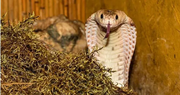 眼鏡蛇。（示意圖／Pixabay）