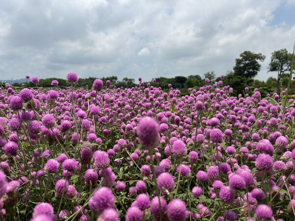 ▲台中市府建設局規劃主題花區，種植多達1000株千日紅。（圖／台中市府建設局提供）
