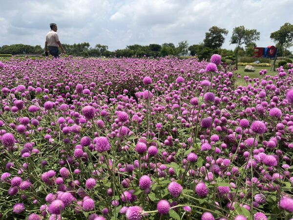 ▲台中市府建設局規劃主題花區，種植多達1000株千日紅。（圖／台中市府建設局提供）