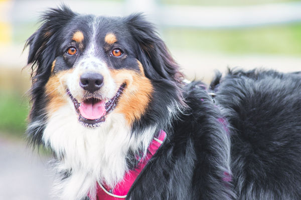 ▲▼澳洲牧羊犬,Australian Shepherd。（示意圖／達志影像）