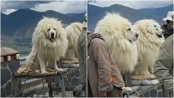 有網友發現西藏知名景點與藏獒合影的犬隻竟是拉布拉多、薩摩耶所假扮的。（翻攝自微博）