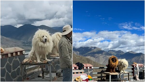 有網友發現西藏知名景點與藏獒合影的犬隻竟是拉布拉多、薩摩耶所假扮的。（翻攝自微博）