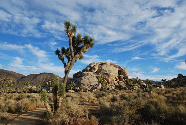 ▲▼加州Joshua Tree National Park。（圖／加州旅遊局提供）