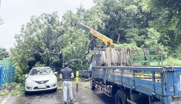 ▲平鎮區陸光路今天上午發生路樹倒塌壓毀9輛汽機車，平鎮警方通報區公所派員移除。（圖／平鎮警分局提供）