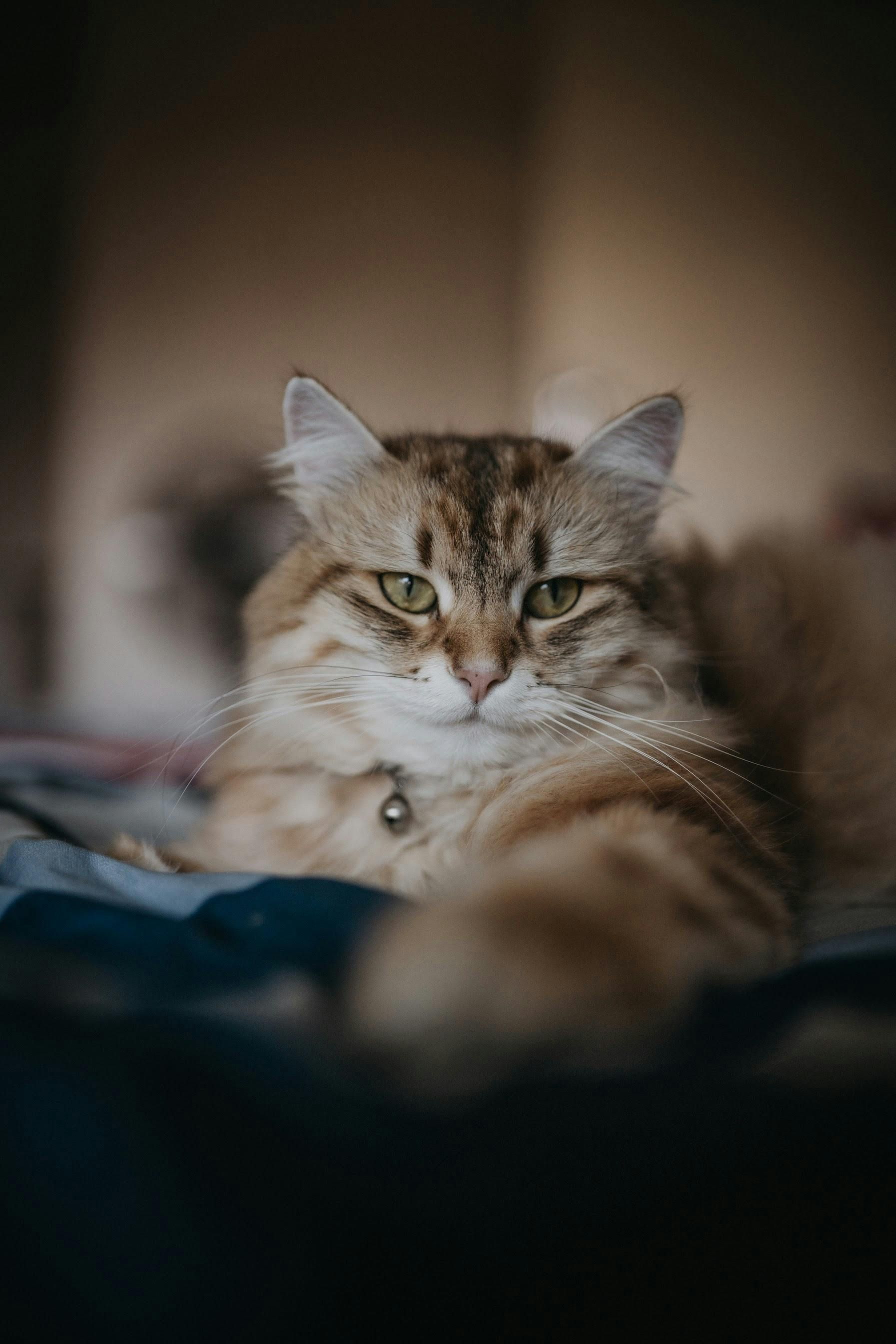 ▲▼ 高齡,熟齡,貓咪,回春,毛孩。（圖／Pexels）