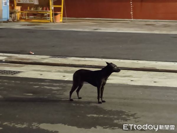 ▲▼高雄港70號碼頭一輛休旅車衝入海中。（圖／記者吳奕靖翻攝）