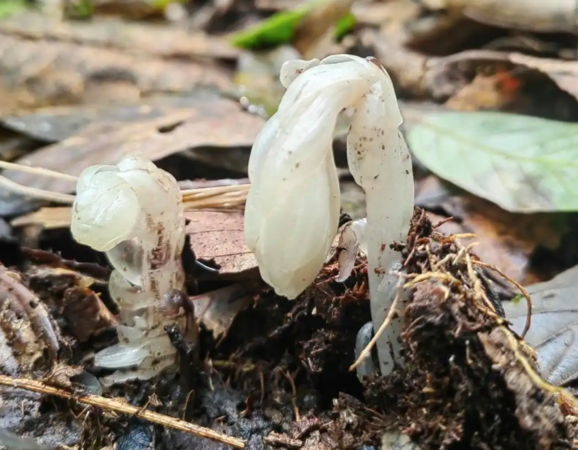 ▲水晶蘭每年僅露出地表40幾天。（圖／翻攝自微博）