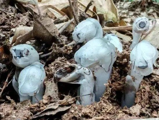 ▲趙力發現7株水晶蘭。（圖／翻攝自微博）